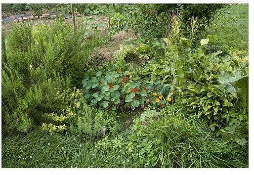 Growing an Organic Herb Garden: Find Useful Tips On Herb Gardening