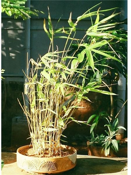 Bamboo tree