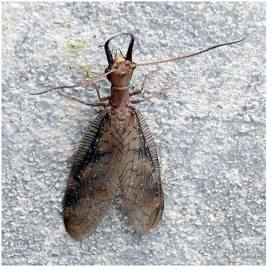 Dobsonfly