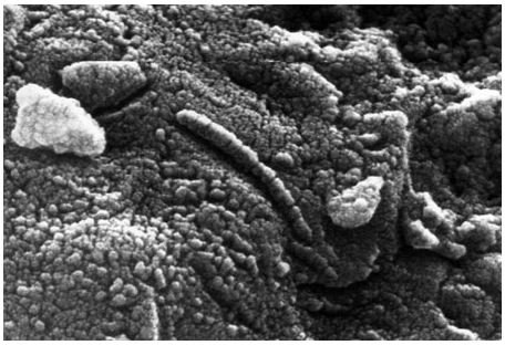 The ALH84001 meteorite, which was announced, in 1996, to contain fossil bacteria from Mars. Though many scientists don&rsquo;t believe this to be the case anymore, they do believe that these structures are the result of the presence of organic molecules.