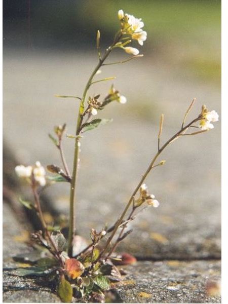 Exploring the Plant Genome of Arabidopsis thaliana to Find a Gene to Help Plants Beat the Heat