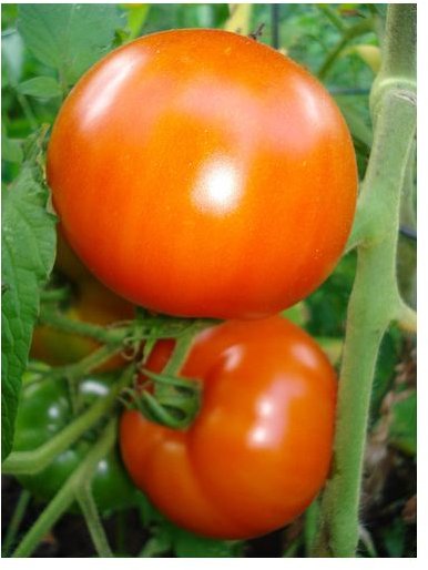 Genetically Modified (GM) Tomatoes May Boost Health & Promote Cancer Survival
