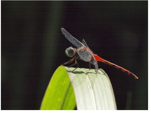 Zoom Lens Tips and Tricks - Getting the Most Out of Your Digital Camera