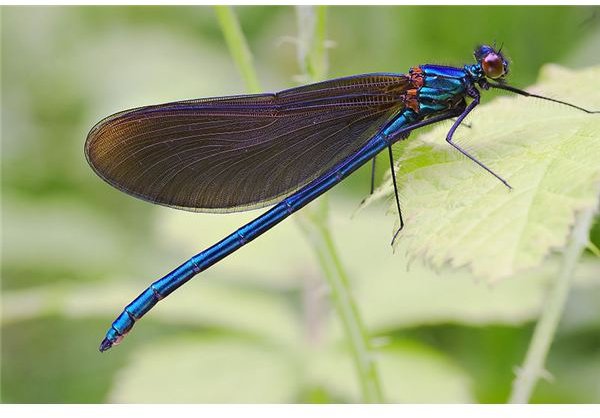 Damselfly