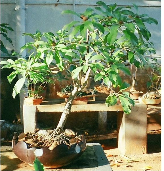 Fruit bearing tree