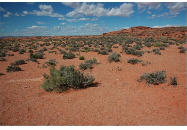 Learn the Symptoms of Valley Fever and Valley Fever Treatment