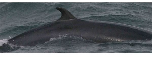 Minke Whale