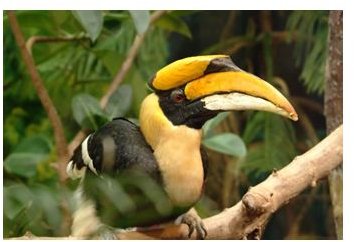 Species Spotlight: Great Hornbill