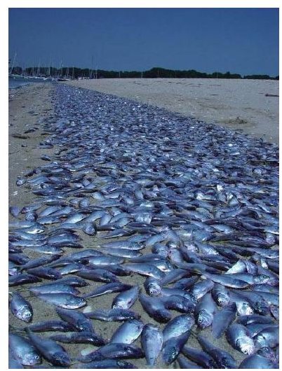 Ocean Dead Zones - Effects of Marine Pollution