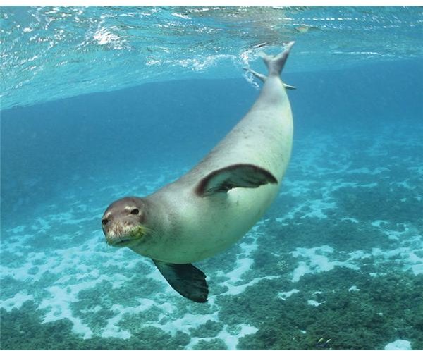 HawaiianMonkSeal