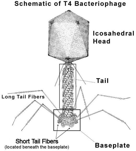 Bacteriophage T4, created to attack the E. coli bacteria