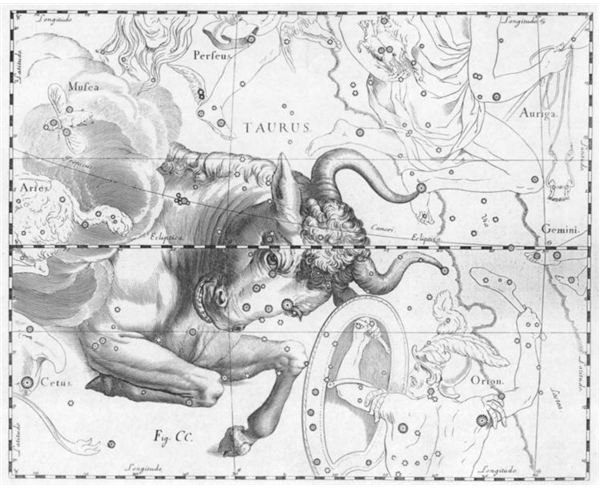Taurus constellation illustrated by Johannes Hevelius