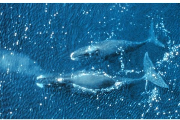 Bowhead whales