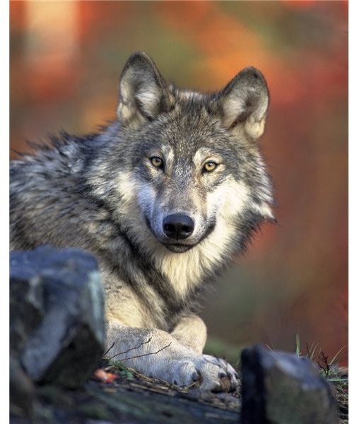 Learn Facts on the Gray Wolf (Canis Lupus): Habitat, Diet & Some