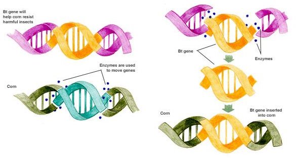 5 Genetic Engineering Practices That Could Prove Dangerous