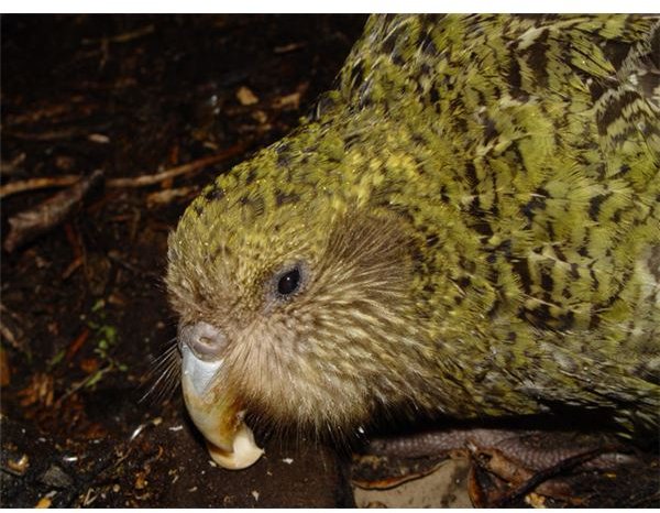 The Owl Parrot: a Critically Endangered Species. The Kakapo Recovery Programme.