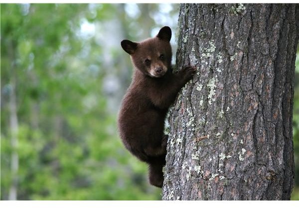 Black Bear Cub