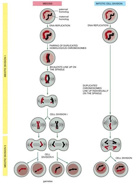 Meiosis and Gamete Formation