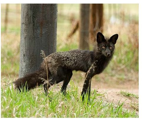 Black Fox in Evergreen Colorado