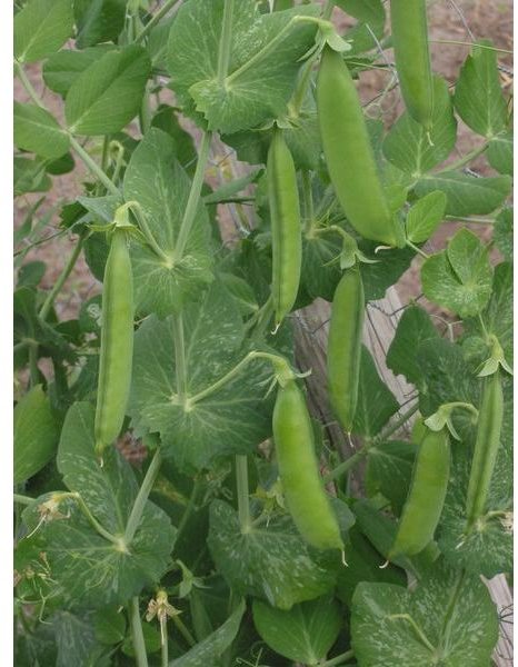 Pea Plant