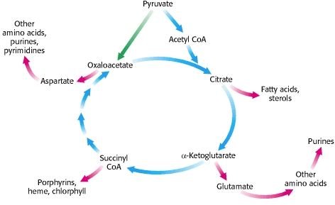 The Citric Acid Cycle