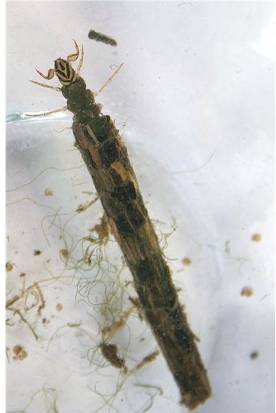 Larval Caddisfly in Case