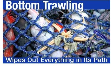 bottom-trawling courtesy of Greenpeace