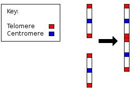 DNA Evidence for Evolution: Chromosomes, the Fossil Record & Practical Applications of the Theory of Evolution