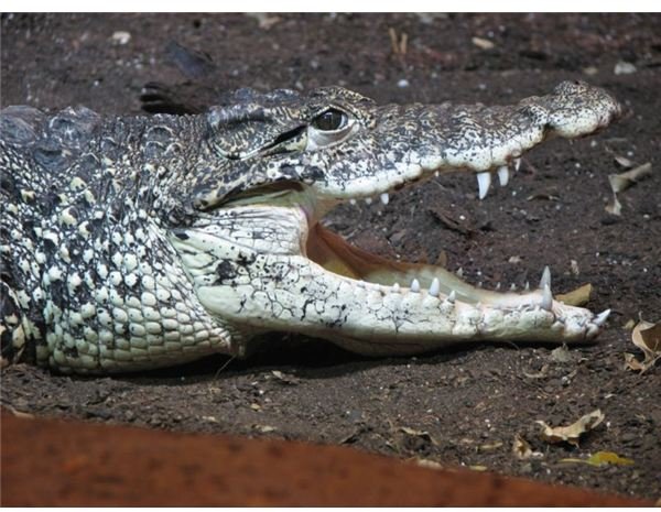 Learn About the Cuban Crocodile (Crocodylus Rhombifer)