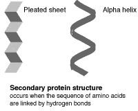 Protein secondary structure