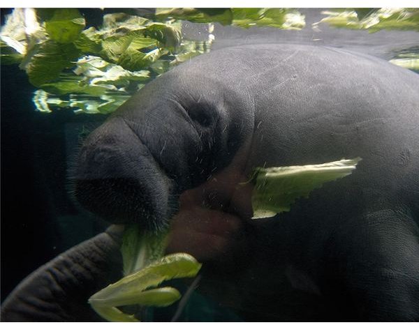 manatee