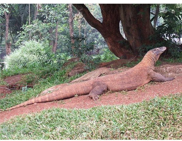 Komodo Dragon: Facts, Photos, and and Threats