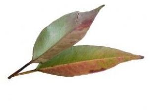 4 Uses for Eucalyptus Oil to Improve Health: Learn How to Use Eucalyptus Oil for Better Health