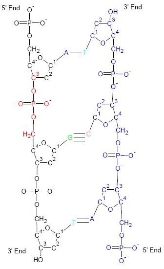 Five Amazing Facts about DNA Structure