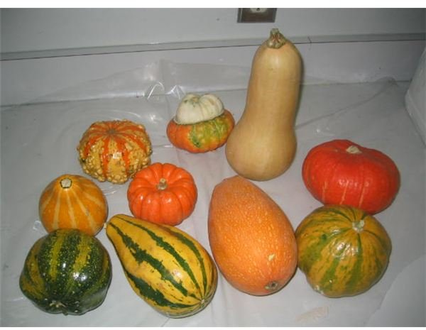 gourd choices