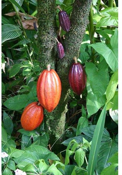 Nutrition in Chocolate:  Cacao Superfood is Amazingly Good for You! Eat Your Cacao Beans!