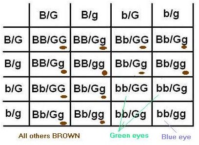 The Genetics of Blue Eyes