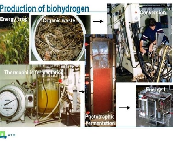 H2 Producton( www.biohydrogen.)