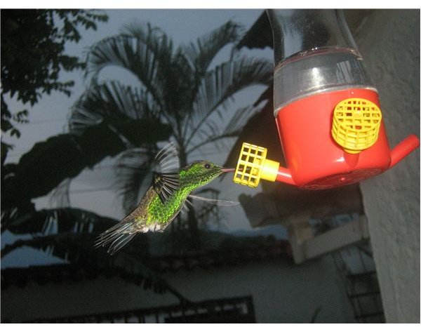 hovering hummingbird feeding IMG 7181