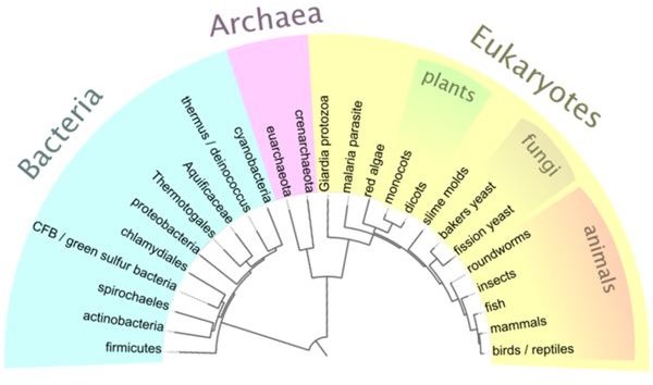 What is Cladistics and Phylogeny Used For?