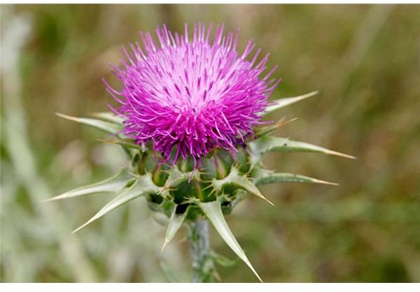 800px-Milk thistle