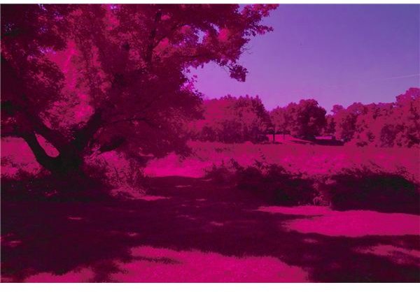 Infrared Photography - The Basic Techniques of Taking IR Photos
