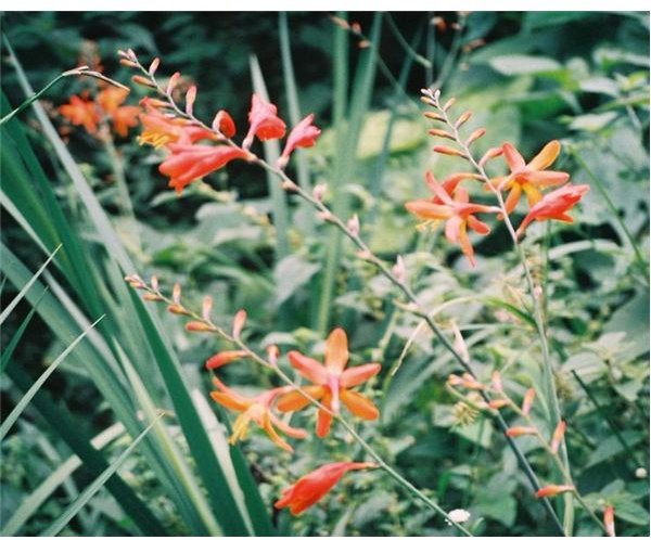 Oaxaca Lily
