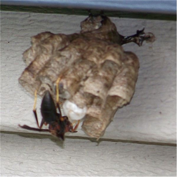 Wasp and nest