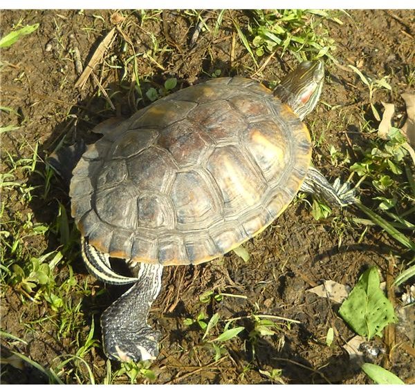 Torn Paper Turtle: A Preschool Reptile Craft