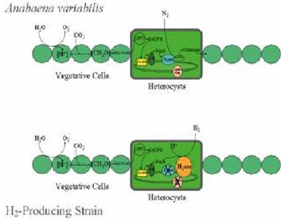 H2 Algae(gcep.stanford.edu)