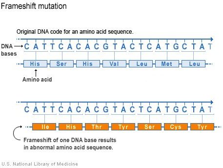 Frameshift mutations alter a protein&rsquo;s composition