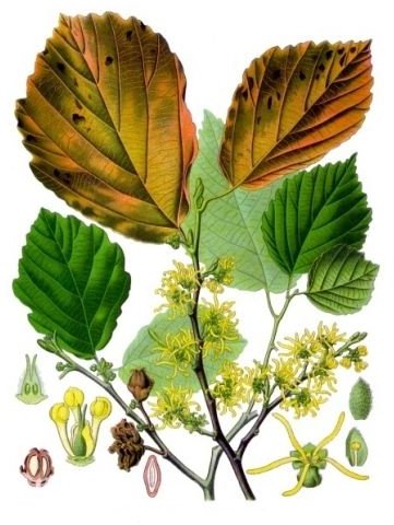 Benefits of Witch Hazel: Learn the Many Uses for Witch Hazel