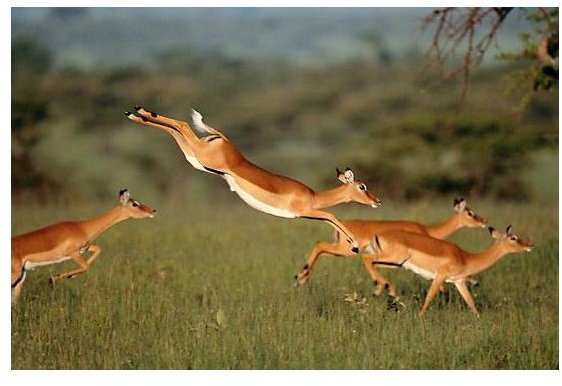 Deer by Art Wolfe, photo from Microsoft Corporation&rsquo;s 