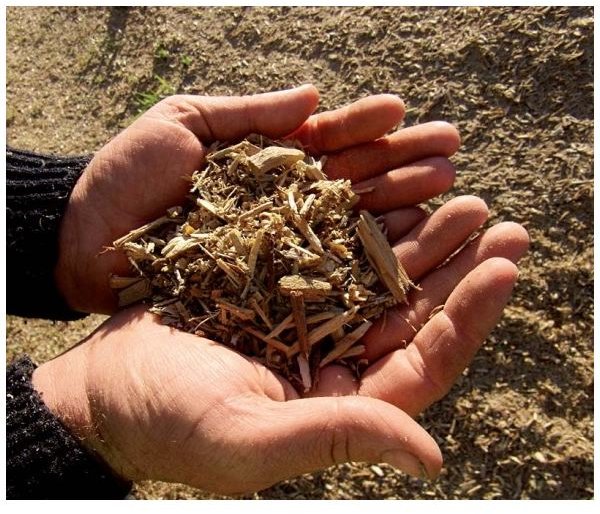 Biomass - Sustainable & Renewable